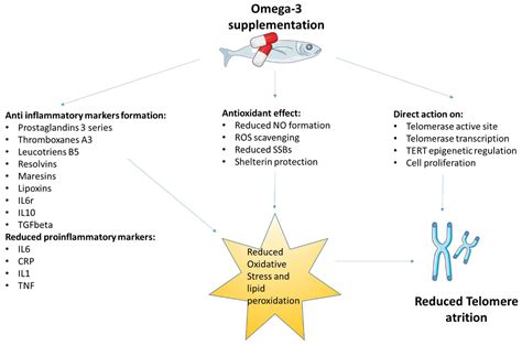 omega 3 effects on telomeres